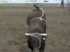 900-килограммовый бык забрался на зрительскую трибуну