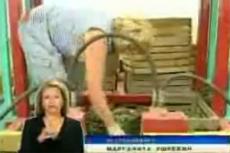 Белорусские ученые изобрели машину для сбора огурцов