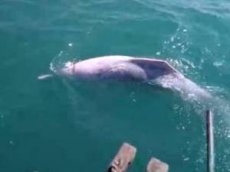 Рыбаки сняли на видео редчайших дельфинов-альбиносов