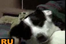 Хорек и собака — друзья навеки