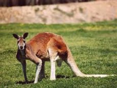 Самка кенгуру сбила беспилотник
