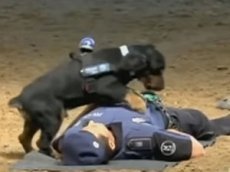 Собаку в Испании научили делать массаж сердца