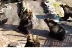 В зоопарках Европы проснулись медведи