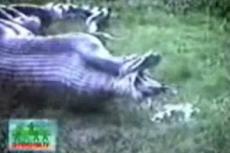 Питона стошнило … гиппопотамом