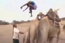 Прыжки через верблюда — национальный йеменский вид спорта