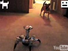 Робот напал на маленькую собачку