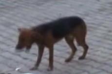 Восточные танцы в исполнении турецкого Шарика