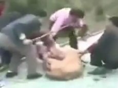 Нападение львицы на девочку в китайском зоопарке