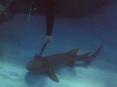 Дайвер спас акулу, в голове которой «застрял» кухонный нож