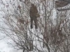 Дворник в Кемерове «косил» снег газонокосилкой