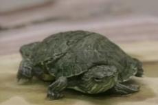 В Америке нашли  черепашку Тяни-Толкай