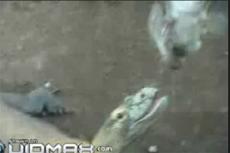 Как драконы с острова Комодо расправляются с попугаями