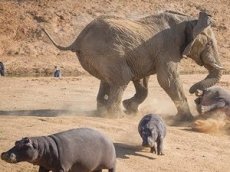 Нападение разъяренной слонихи на бегемотов