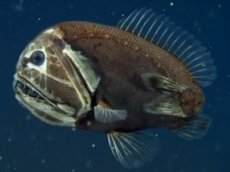 Ученые обнаружили глубоководных рыб с большими зубами
