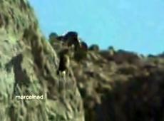 Как беркут горного козла утащил