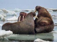 Раскрыта тайна гигантского скопления моржей на Ямале
