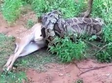 Питон проглотил целого оленя на Шри-Ланке
