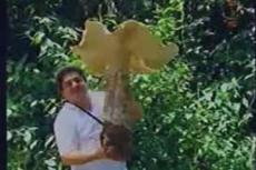В Мексике обнаружили самый большой в мире гриб