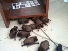 Летучие мыши атаковали офис