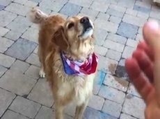 Собака-растяпа покорила пользователей Интернета