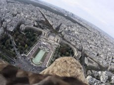 Орлан-белохвост снял на камеру панораму Парижа
