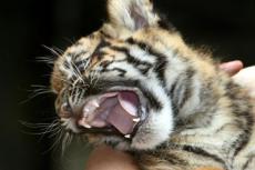 Южно-китайский тигр впервые родился за пределами Китая