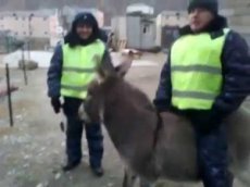 Видео с катающимся на осле полицейским «взорвало» YouTube