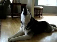 Поющая собака