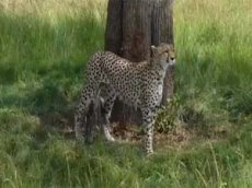 Мамаша-гепард дала пинка своему детенышу