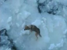 Моряки спасли собаку, унесенную на льдине на 24 км от суши