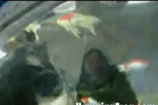 Автомобиль-аквариум — это реальность