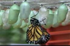В Интернете теперь можно увидеть рождение бабочки-долгожительницы
