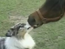 Поцелуй лошади и собаки