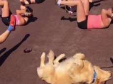 Собака-спортсмен покоряет пользователей Instagram