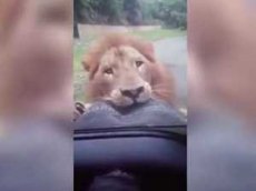 Лев в сафари-парке «полакомился» запаской с внедорожника туристов