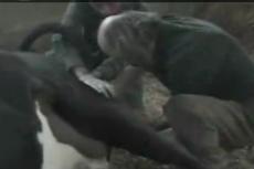 Корова родила … человека!