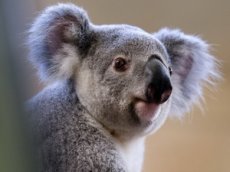 ТОП-10 самых милых животных 2014 года