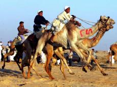 В Сиднее прошли скачки на верблюдах