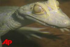 Из бразильского зоопарка похищены аллигаторы–альбиносы