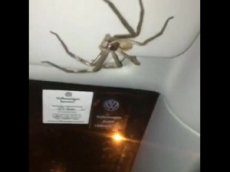 В Австралии паук "взял в заложники" девушку в ее машине