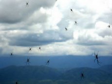 В Бразилии прошел дождь из пауков
