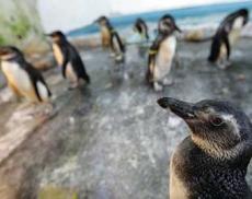 В Бразилии — нашествие унесенных течением пингвинов