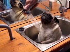 Купание мопса в раковине стало хитом интернета