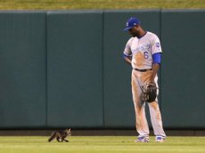 Агрессивный котенок прервал бейсбольный матч