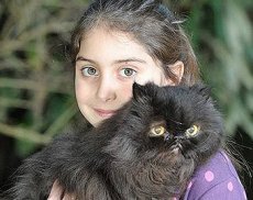 Двуногий персидский кот