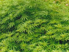 Крупнейшая в мире плантация марихуаны