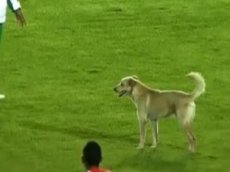 Собачка прервала футбольный матч