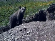 На Алтае сняли на видео медвежонка вымирающего подвида