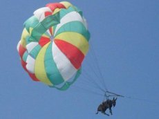 Ослица на парашюте стала знаменитостью
