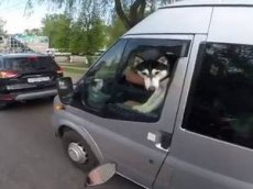 В Брянске сняли видео хаски за рулем микроавтобуса